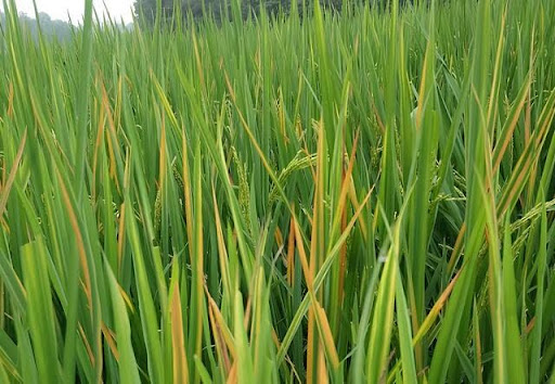 Bệnh Vàng Lá Làm Giảm Chất Lượng Hạt Lúa