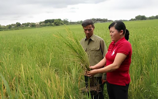 Bệnh Vàng Lá Trên Cây Lúa