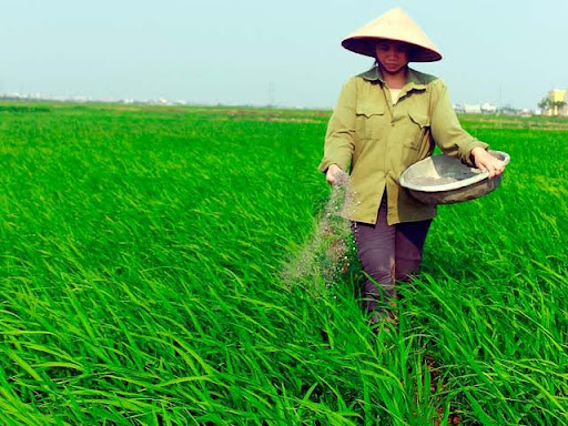 Bón Phân đúng Kỹ Thuật đối Với Lúa Bị Vàng Lá