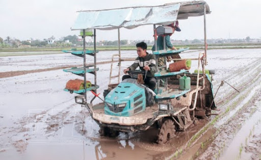 Cần Xử Lý đất Kỹ Càng để Hạn Chế Bệnh Vàng Lá Hữu Cơ