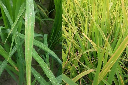 Môi Trường Khiến Bệnh Vàng Lá Gia Tăng