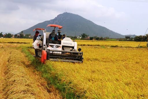 3 Vụ Lúa Chính ở Duyên Hải Trung Bộ