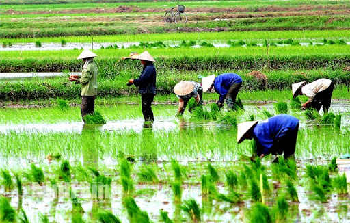 Có Nhiều Yếu Tố ảnh Hưởng đến Thời Vụ Trồng Lúa