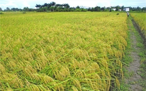 Đông Nam Bộ Có 3 Vụ Lúa