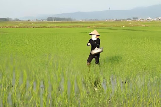 Đồng Bằng Sông Hồng Có 2 Vụ Lúa Chính