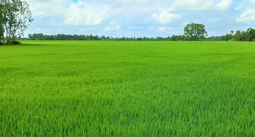 Thời Vụ Trồng Lúa Có Sự Khác Nhau ở 3 Miền
