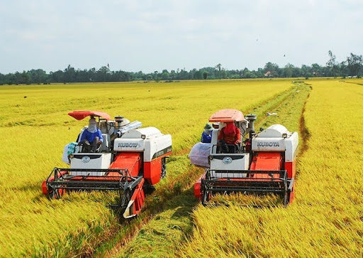 Vụ Lúa đông Xuân ở đồng Bằng Sông Cửu Long