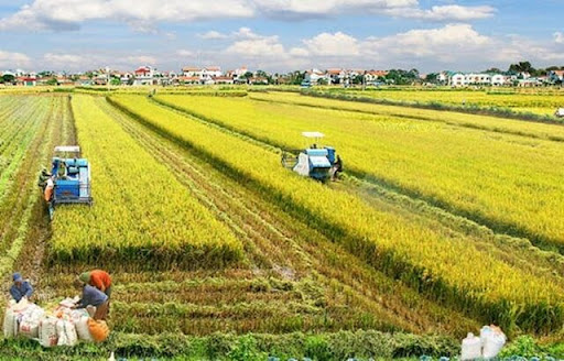 Vụ Mùa Bội Thu Của Bà Con Nông Dân